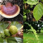 Natural Herbs
